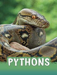 Pythons