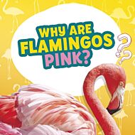 Why Are Flamingos Pink?