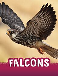 Falcons