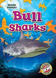 Bull Sharks