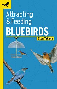 Attracting & Feeding Bluebirds