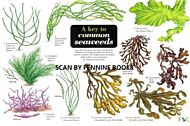 A Key to Common Seaweeds