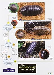 The Woodlouse Name Trail