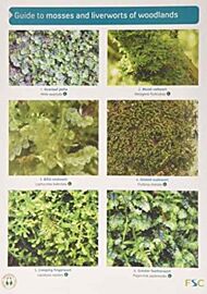 Guide to Mosses and Liverworts of Woodlands