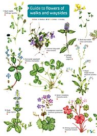 Guide to flowers of walks and waysides