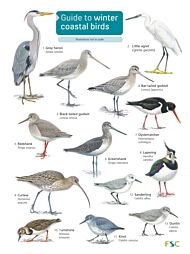 Guide to winter coastal birds