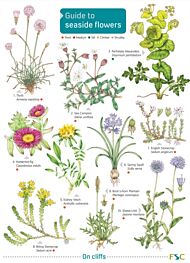 GUIDE TO SEASIDE FLOWERS