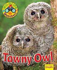 Wildlife Watchers: Tawny Owl