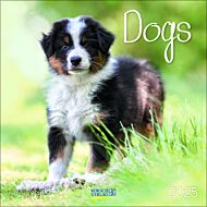 Kalender 2025 Dogs 30x30cm