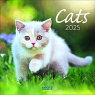 Kalender 2025 Cats 30x30cm