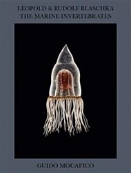 Guido Mocafico: Leopold & Rudolf Blaschka. The Marine Invertebrates