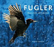 Fugler - magiske øyeblikk