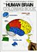 The Human Brain Coloring Book