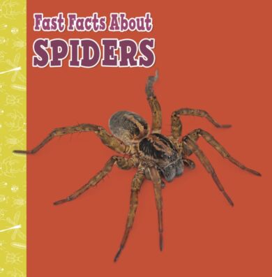 Fast Facts About Spiders