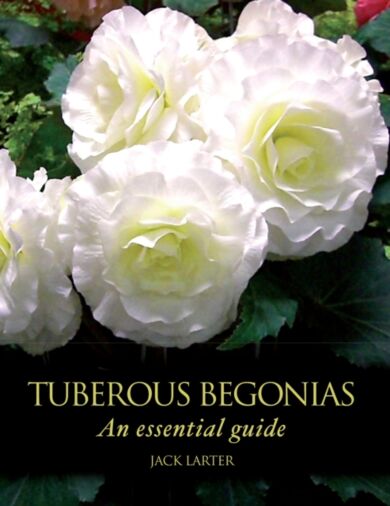 Tuberous Begonias