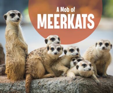 A Mob of Meerkats