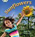 Bug Club Phonics Non Fiction Year 1 Phase 5 Set 20 Sunflowers