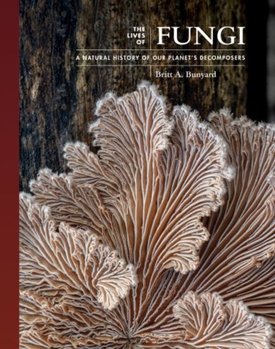 The Lives of Fungi