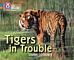 Tigers in Trouble