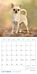 Kalender 2025 Dogs 18x18cm